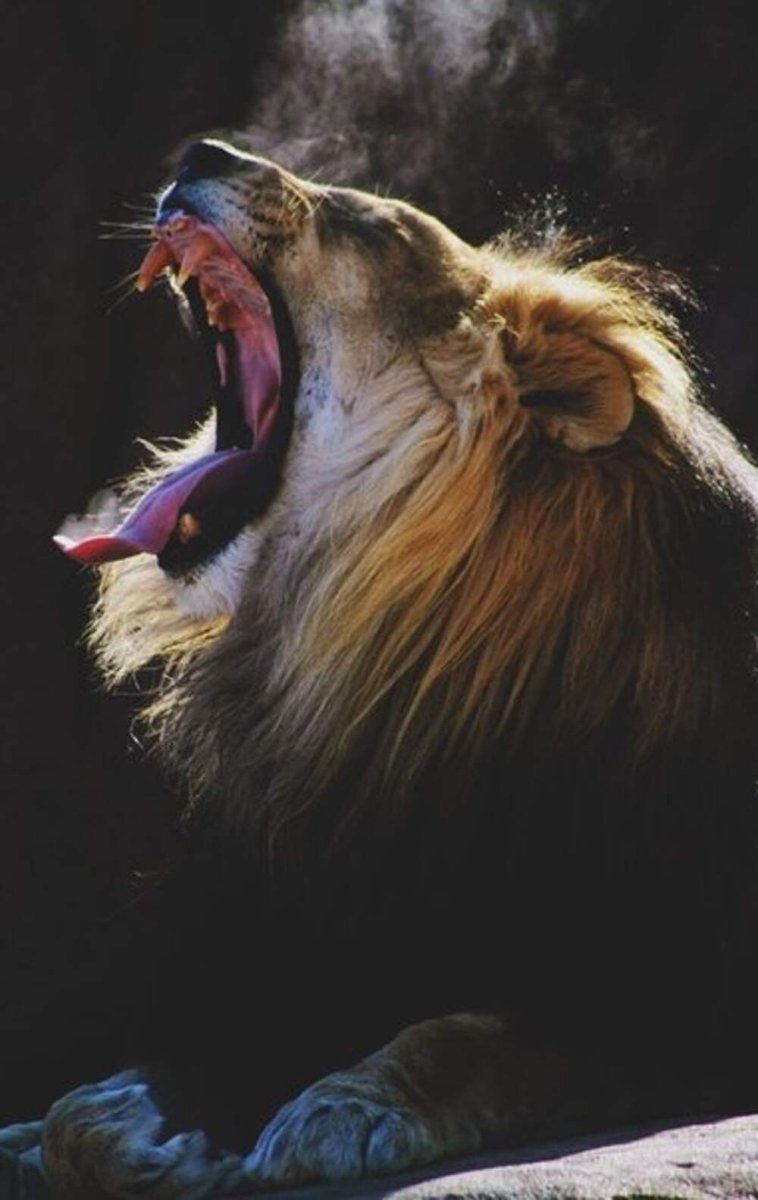 Лев на пляже