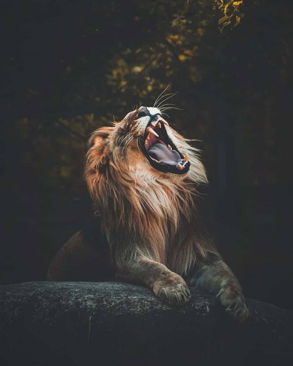 Лев Эстетика