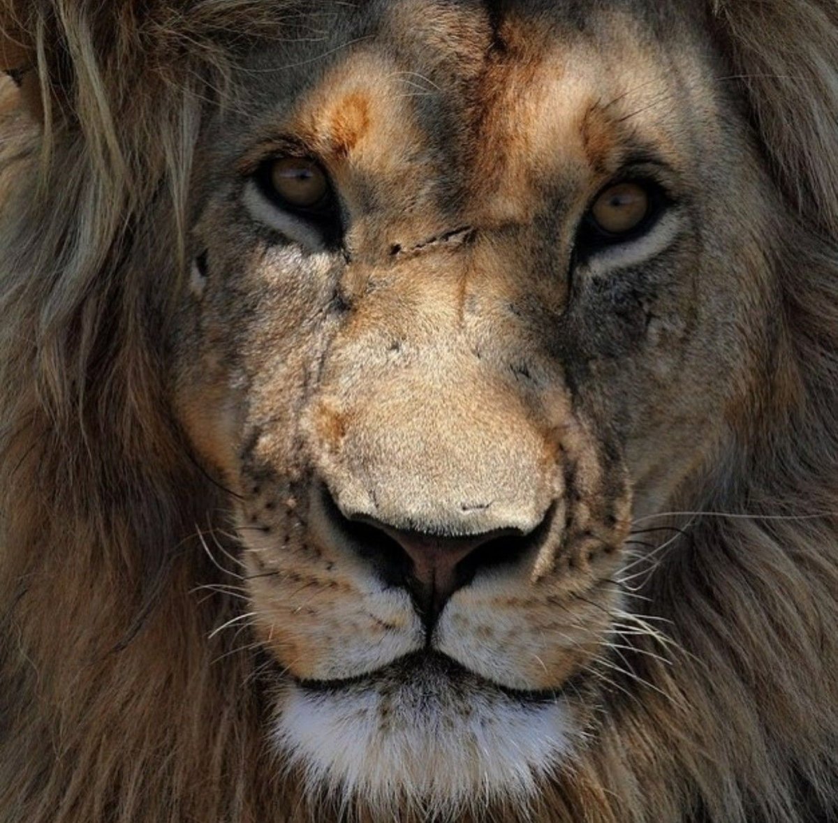 Нападающий Лев