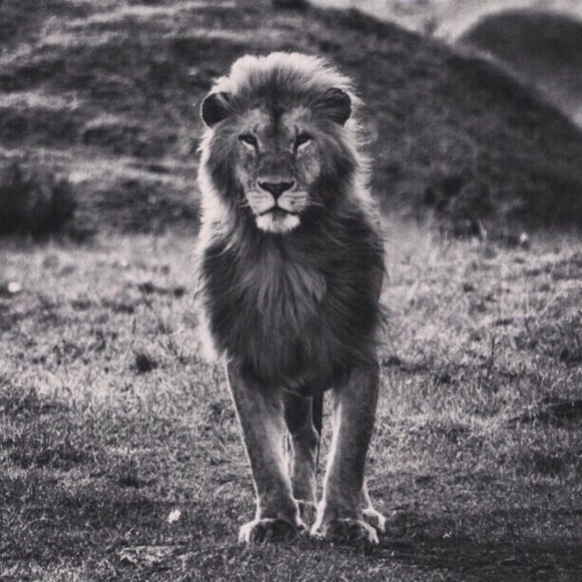 Лев колена Иудина