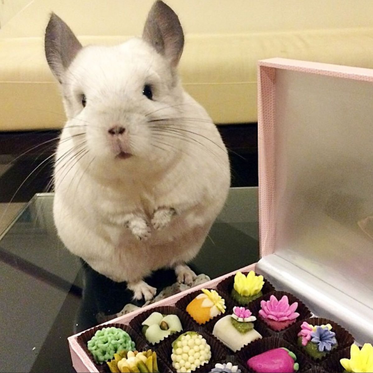 Шиншилла аватарка