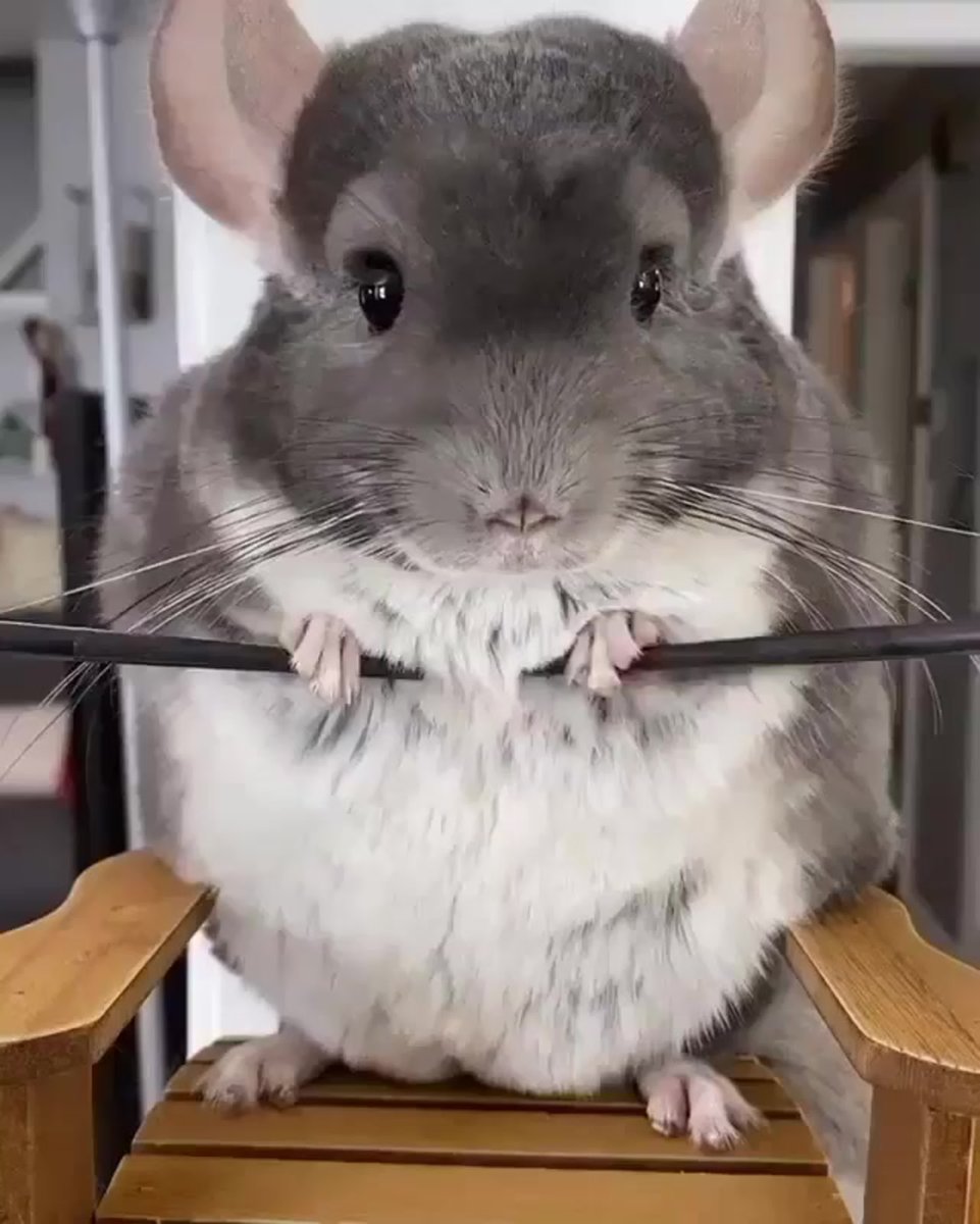 Самых милых шиншилл