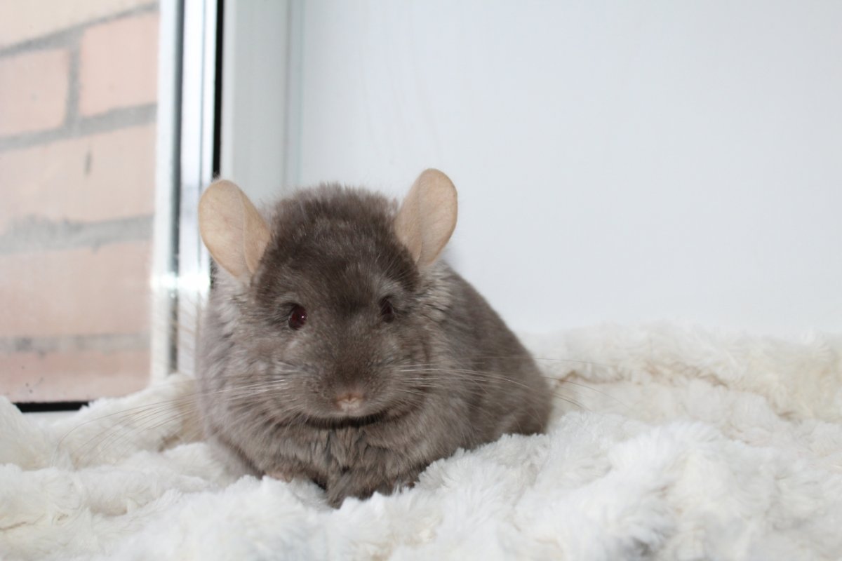 Прикольные шиншиллы