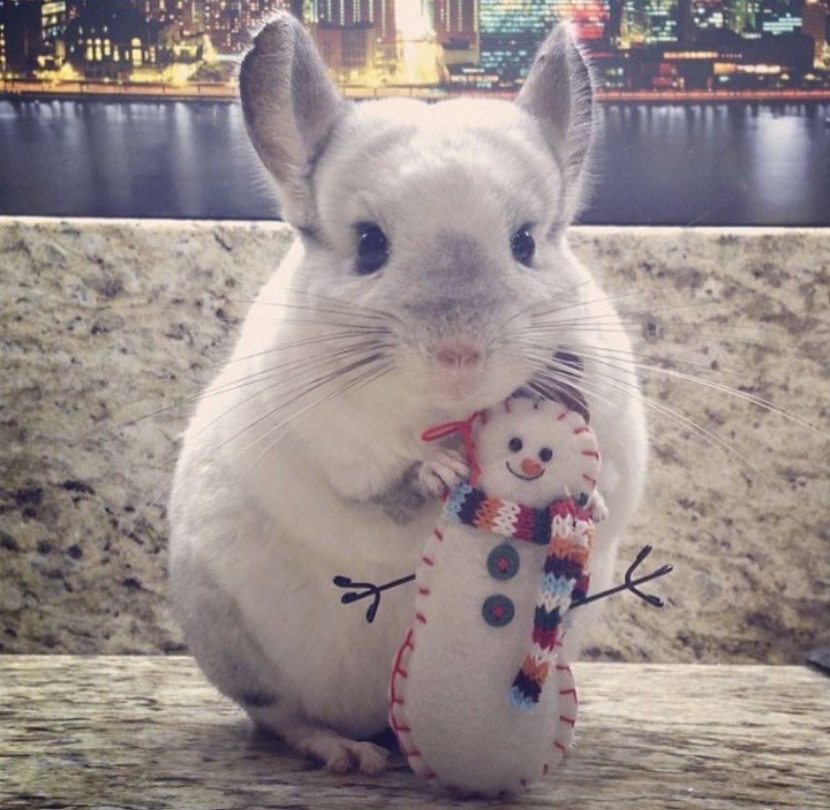 Шиншилла на аву