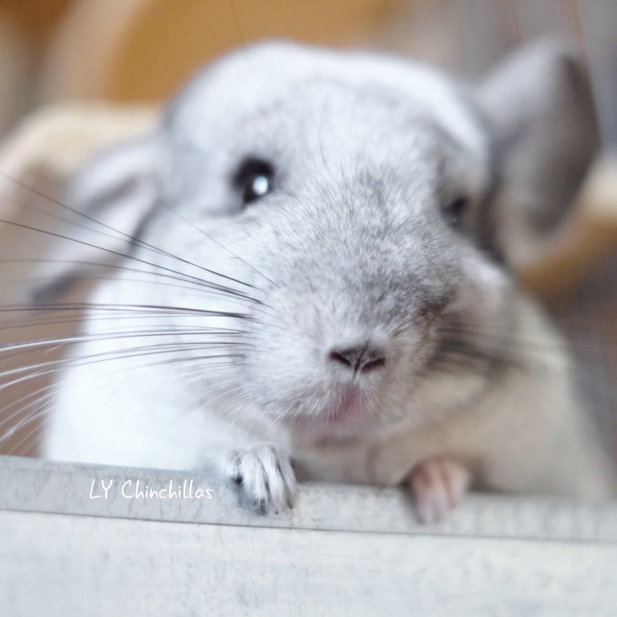 Британская шиншилла Коби