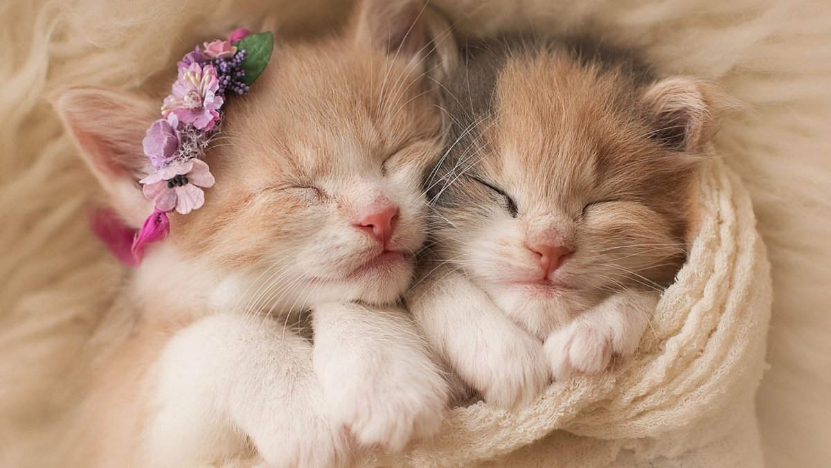 Котята милашки