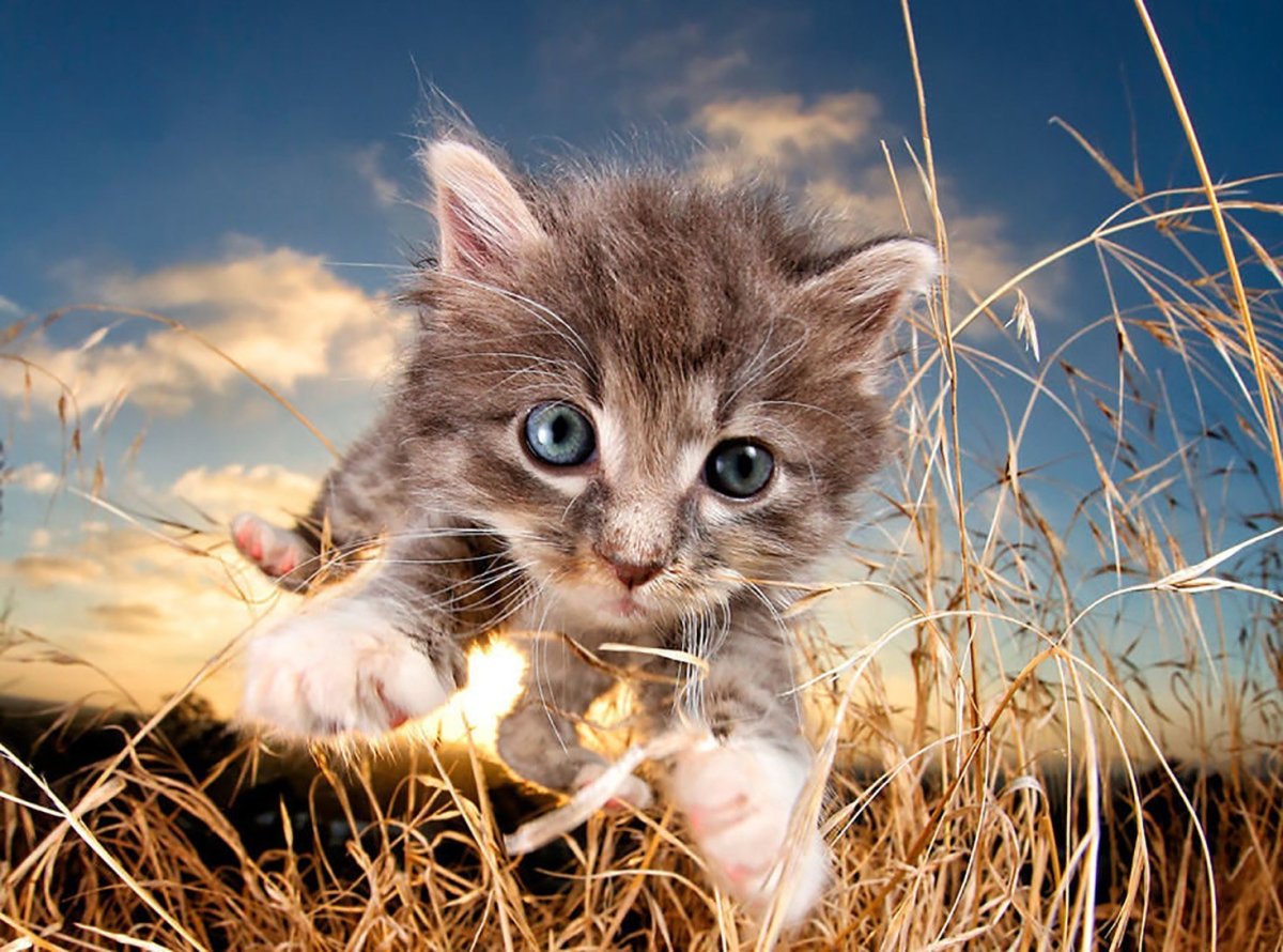 Котята милашки