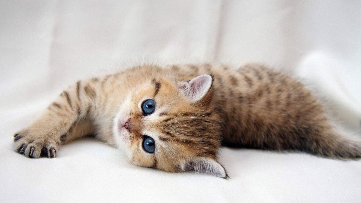 Милые котики