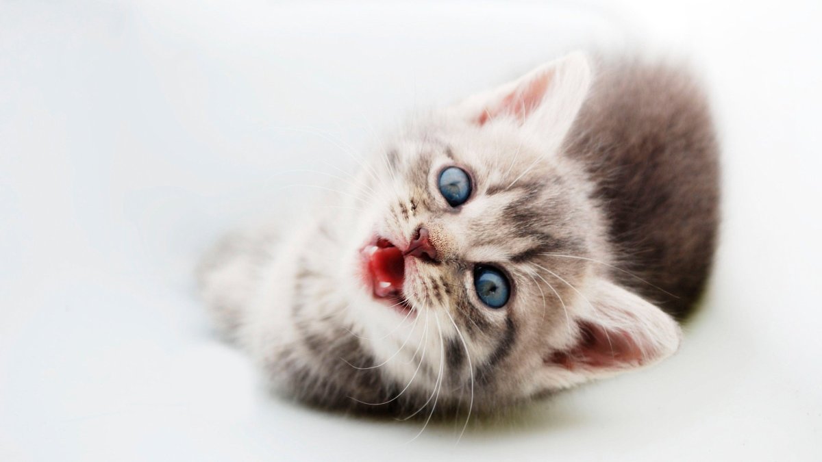 Милая кошка