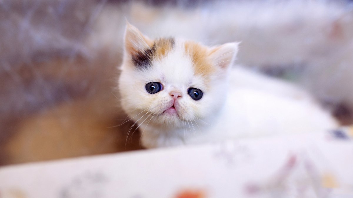 Кошки маленькие