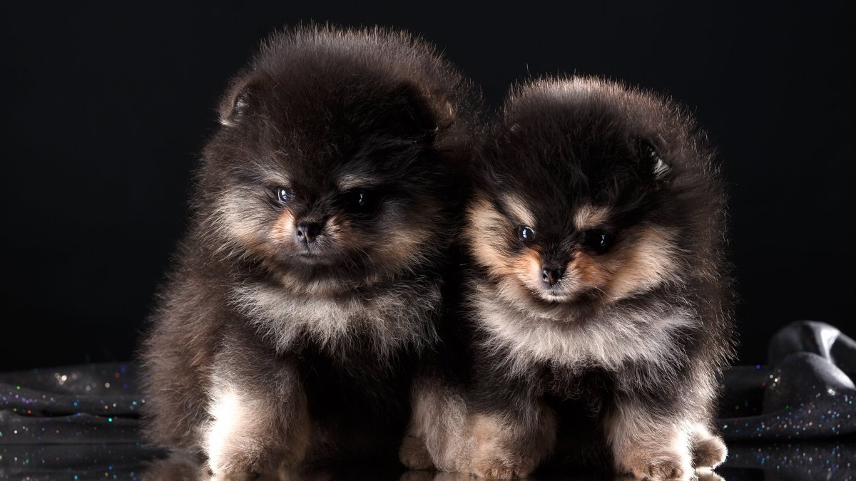 Померанский шпиц