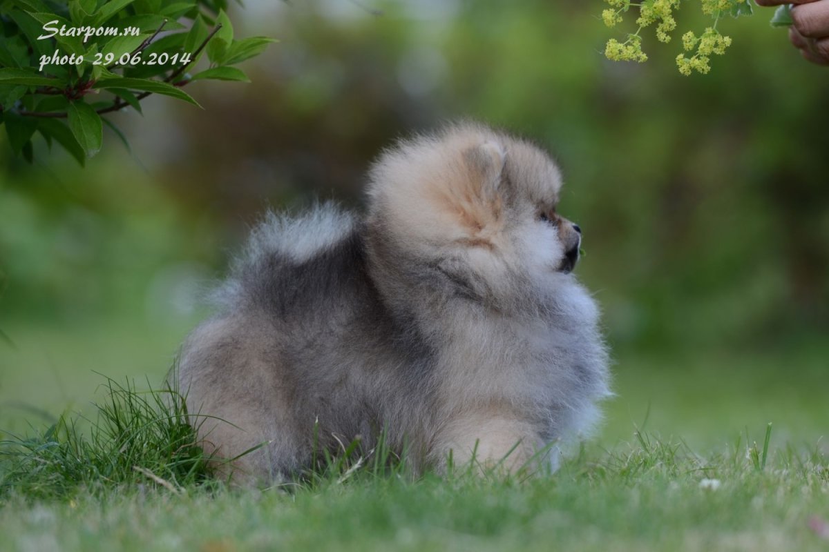 Чем кормить шпица померанского отзывы