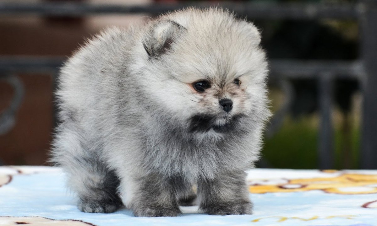 Щенки померанского шпица медвежьего типа