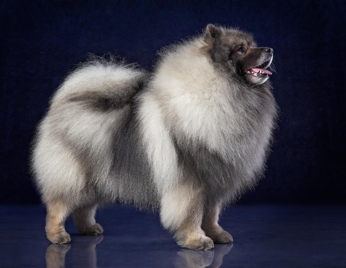 Шпиц кеесхонд