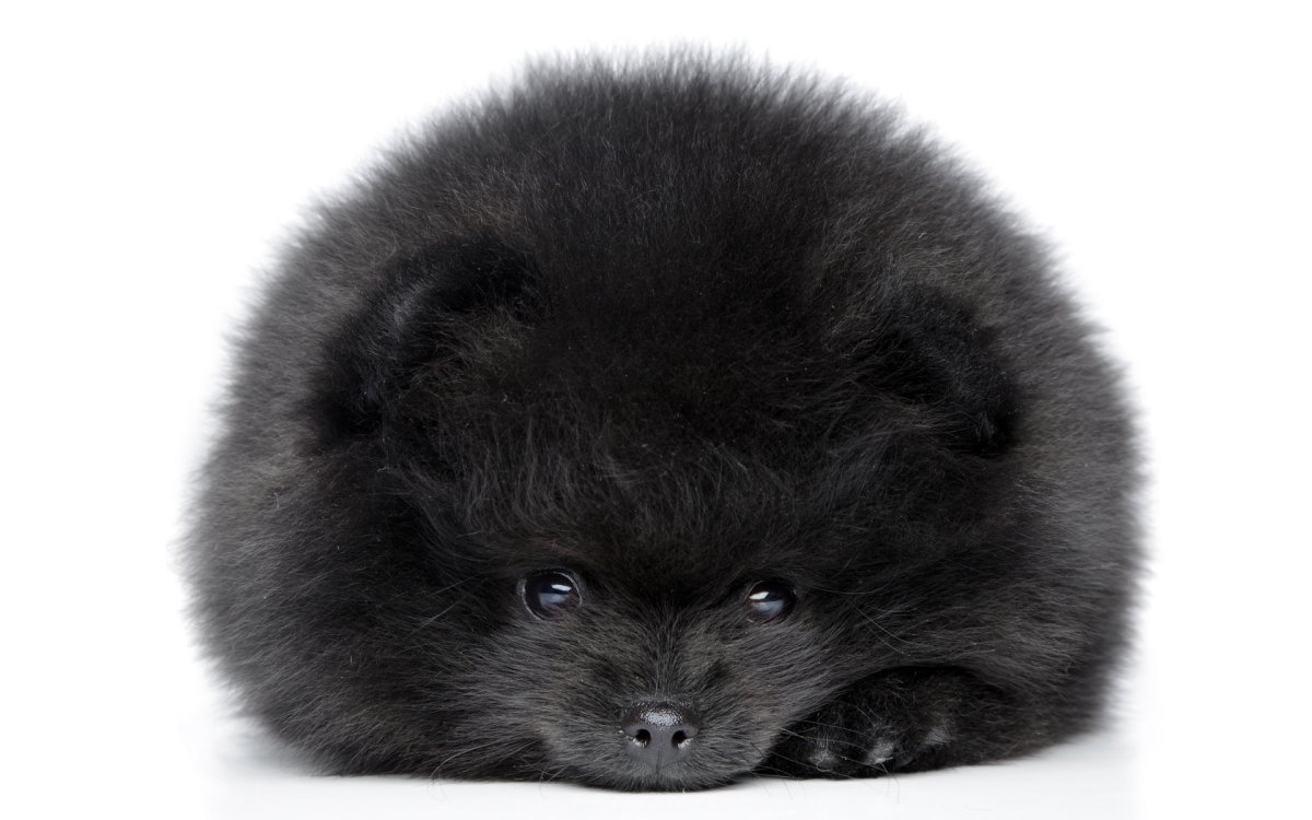 Шпиц чёрный щенок