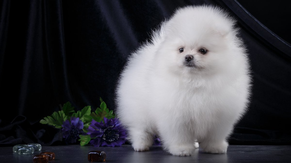 Шпиц померанец белый