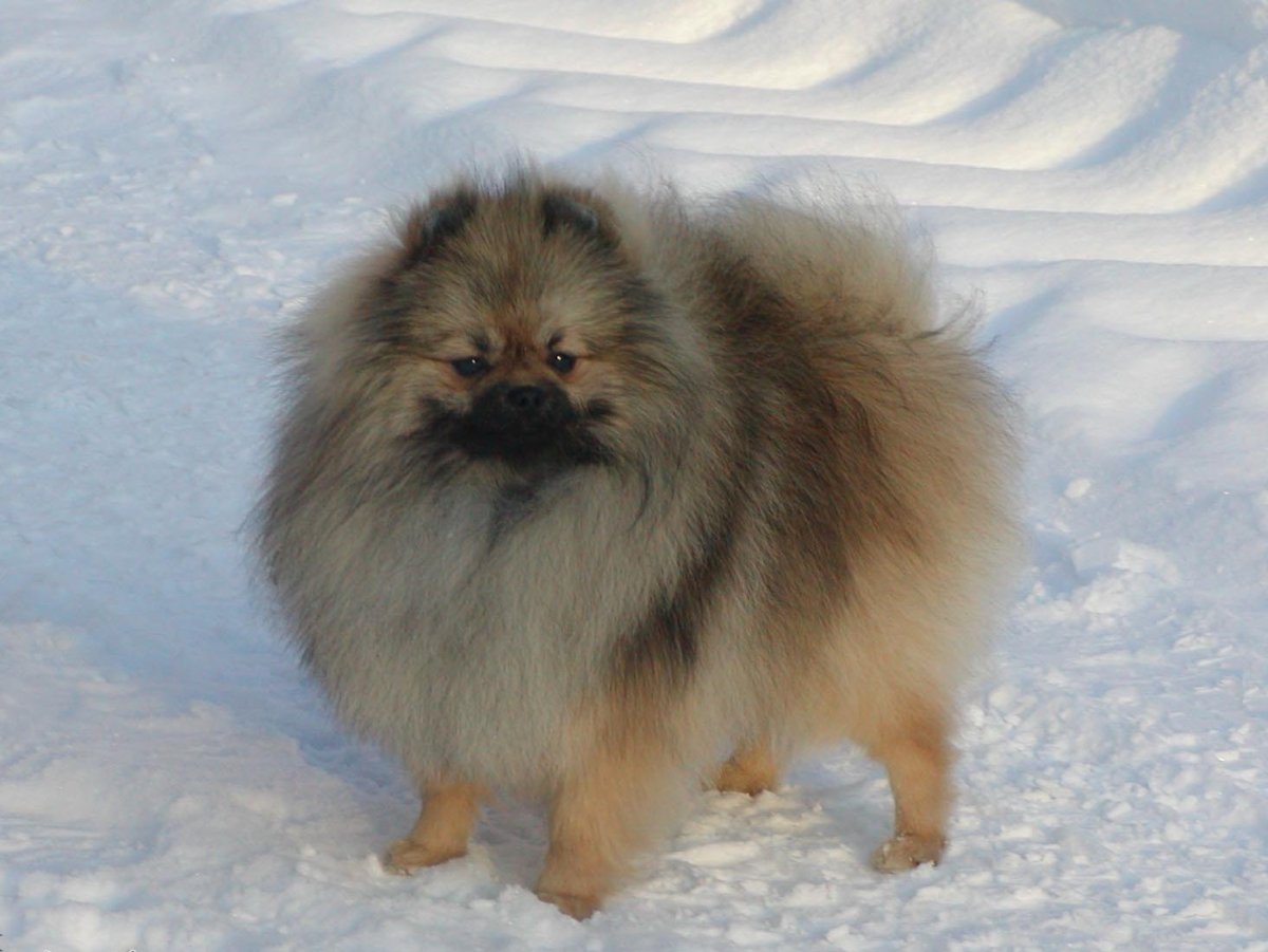 Сдавайся немецкий шпиц