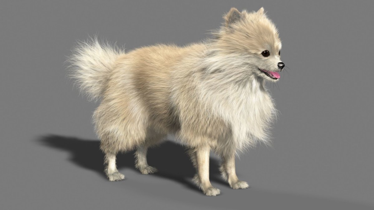Шпиц собака 3 д