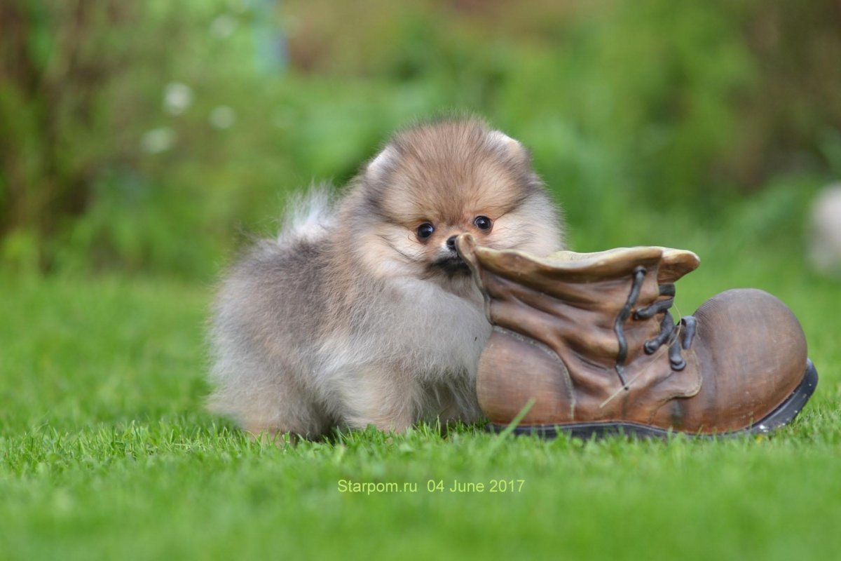 Померанский шпиц крупный серо