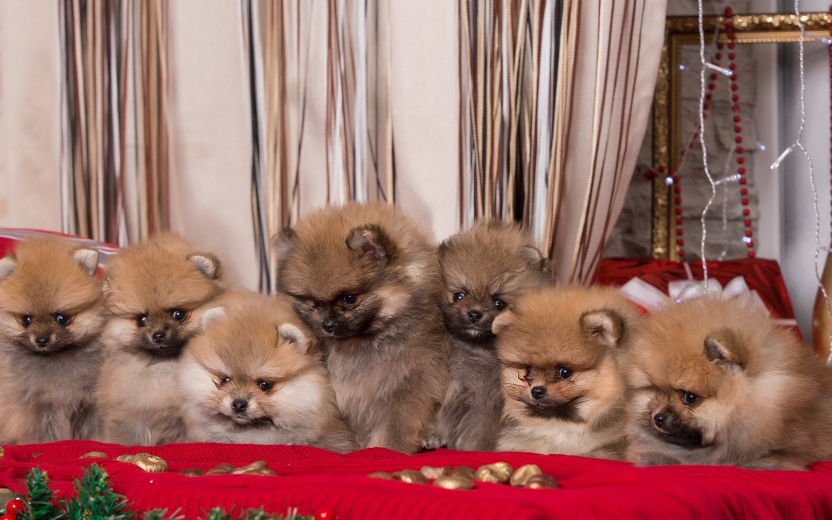 Шпиц терьер померанский