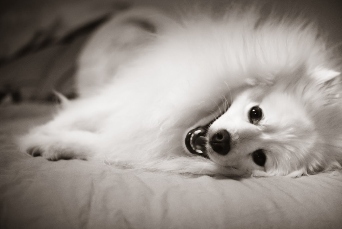 Американский эскимосский шпиц обои