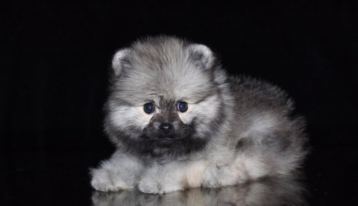 Пушистый шпиц мишка