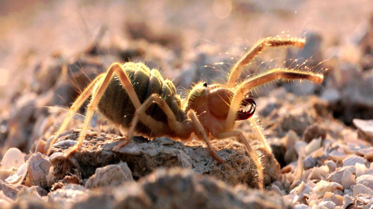 Сольпуга верблюжий паук