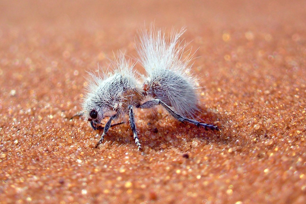 Белый бархатный муравей