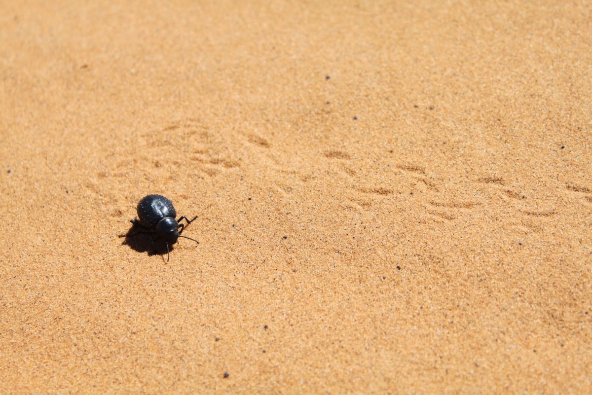 Насекомые в пустыне