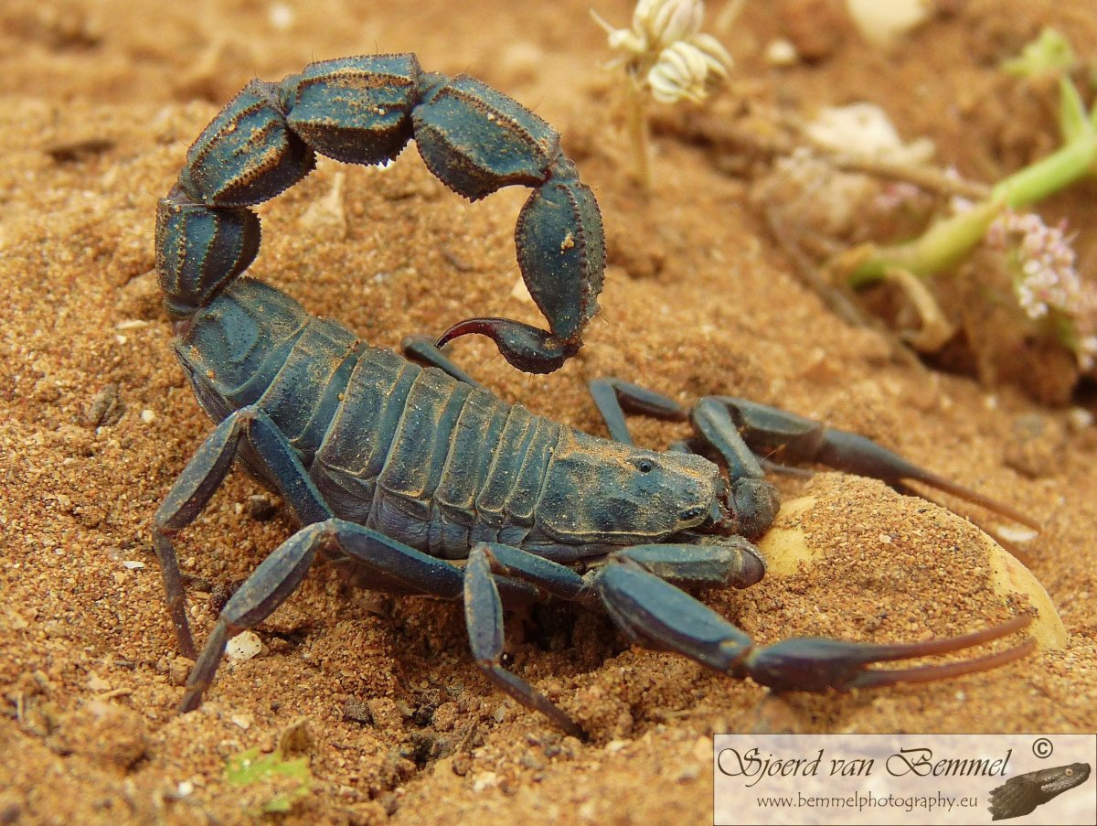 Скорпионы паукообразные