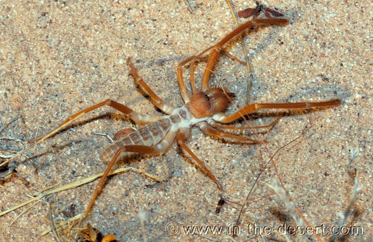 Пауки и Скорпионы пустыни Намиб