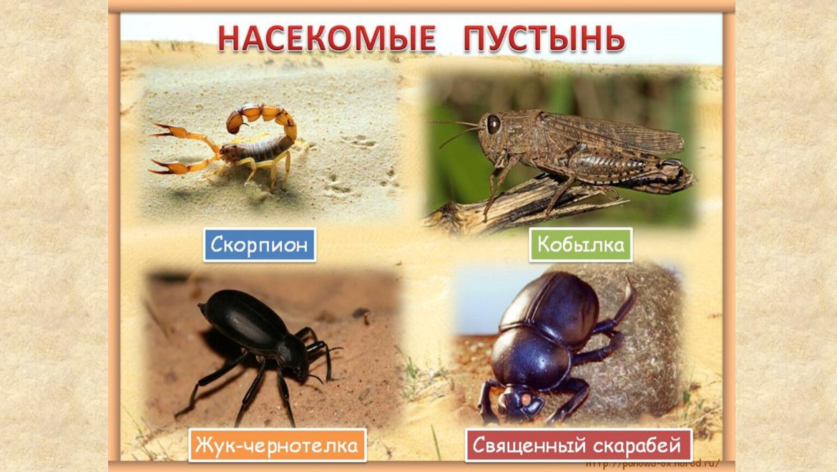 Насекомые в пустыне названия