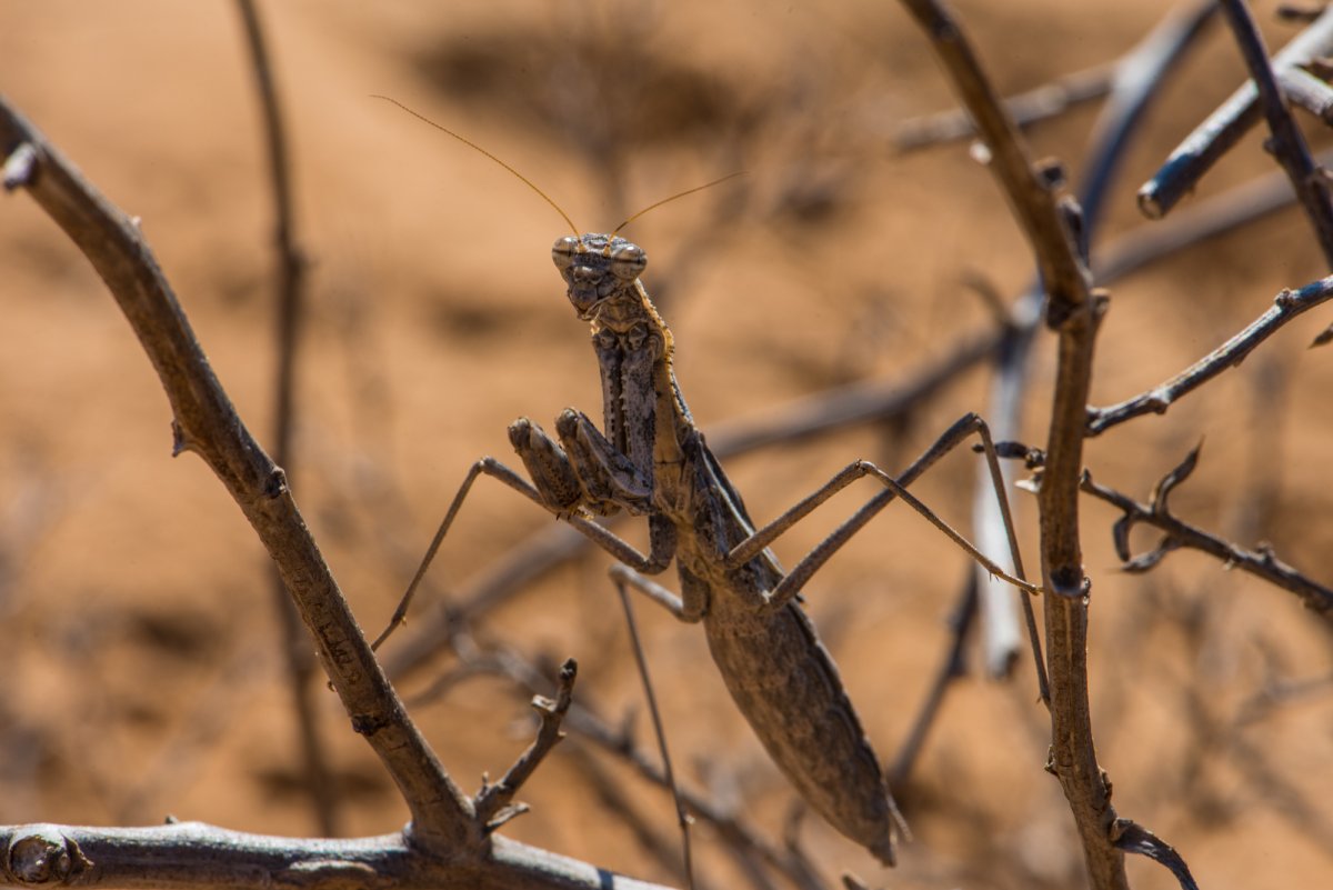 Насекомые в пустыне