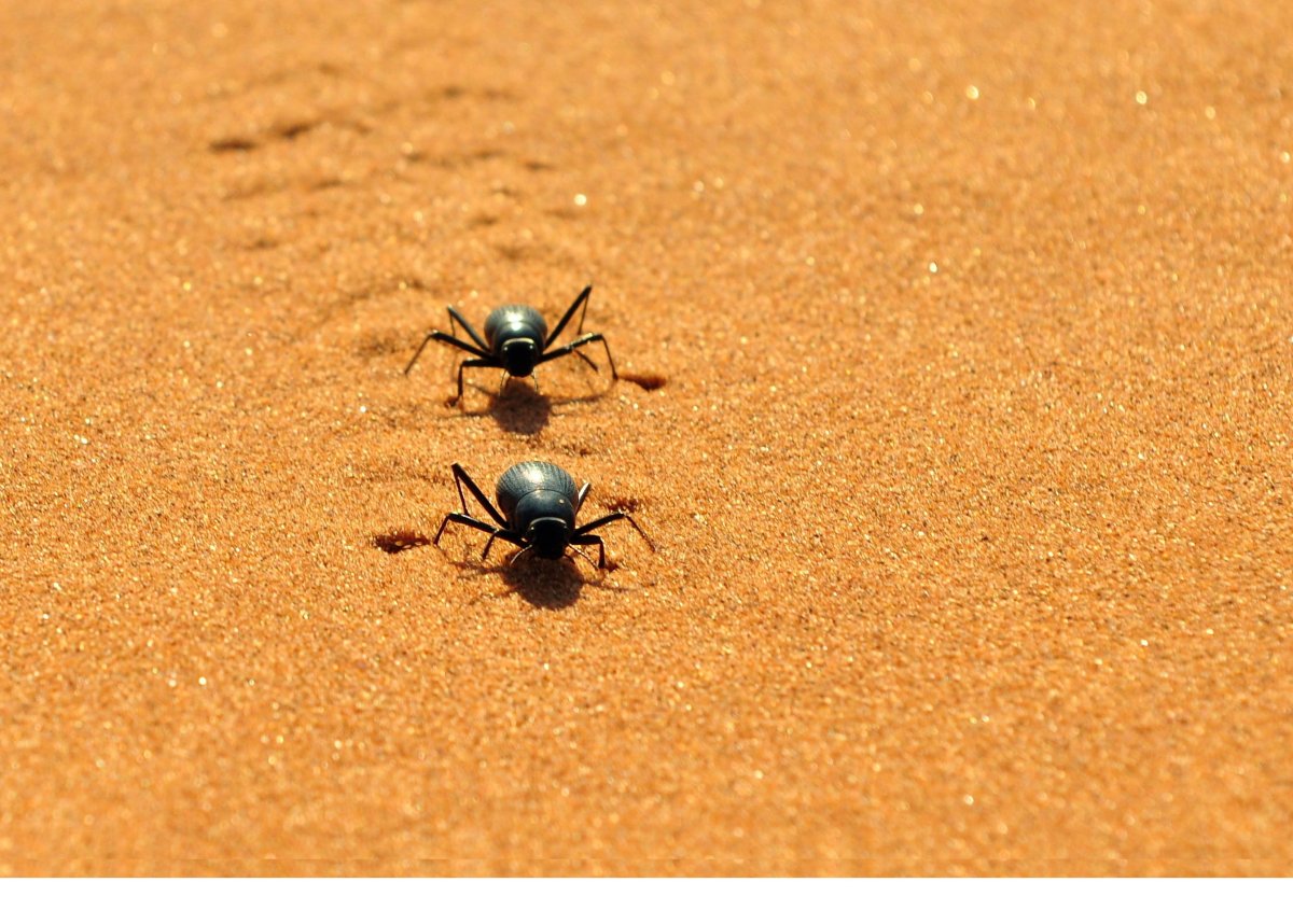 Жук чернотелка в пустыне