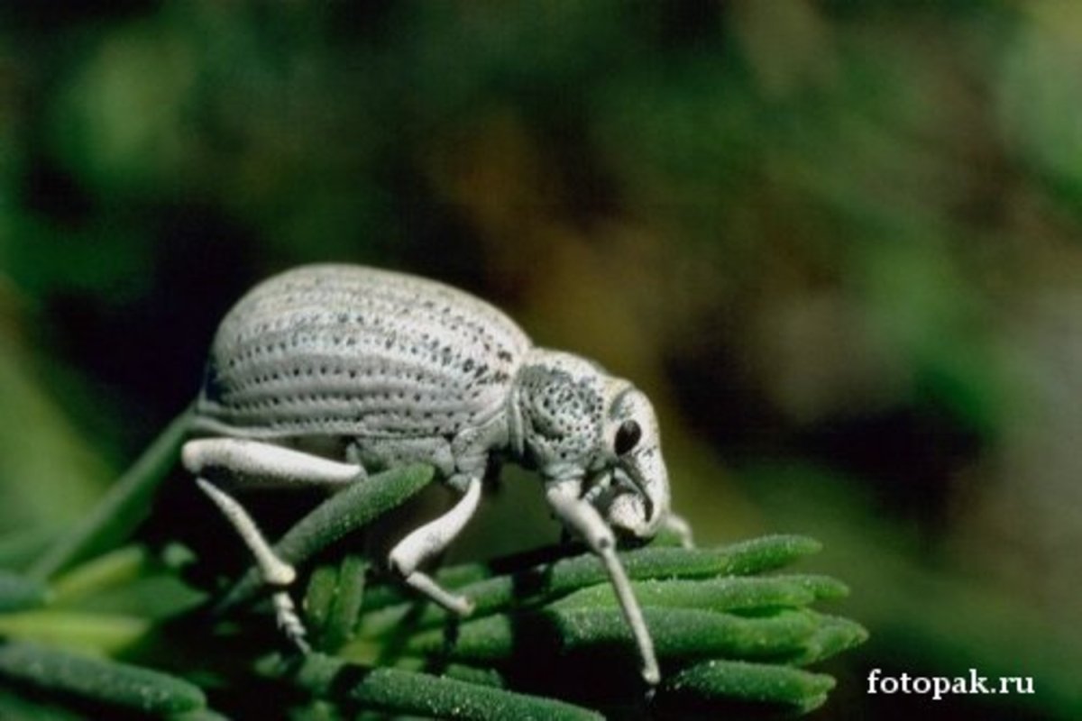 Животное долгоносик фото