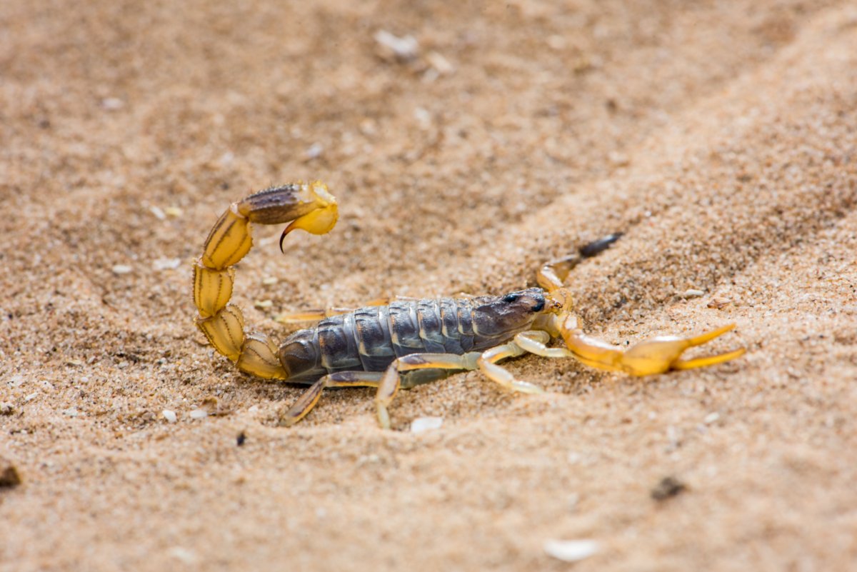 Бархан Сарыкум обитатели