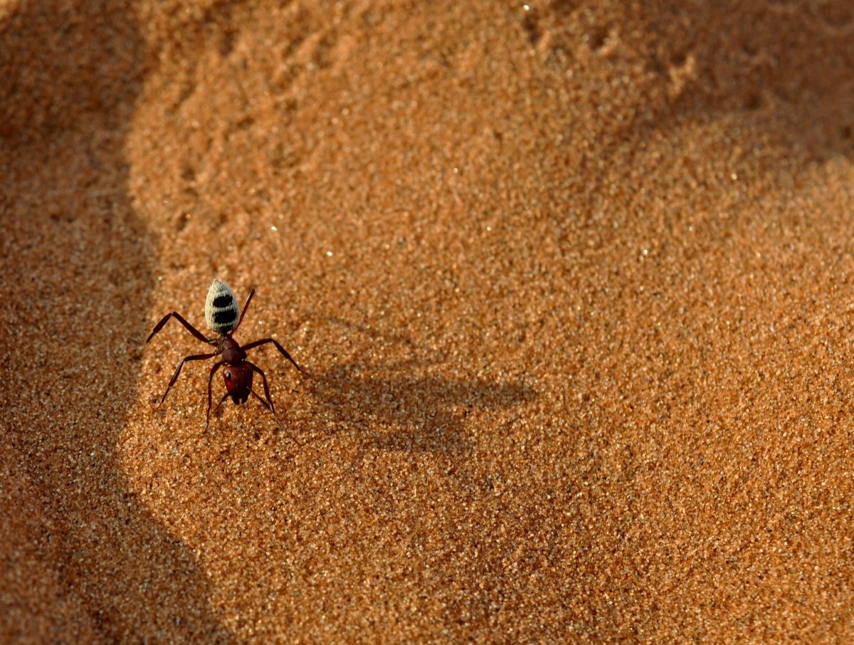 Пустынный пустынный паук Скорпион