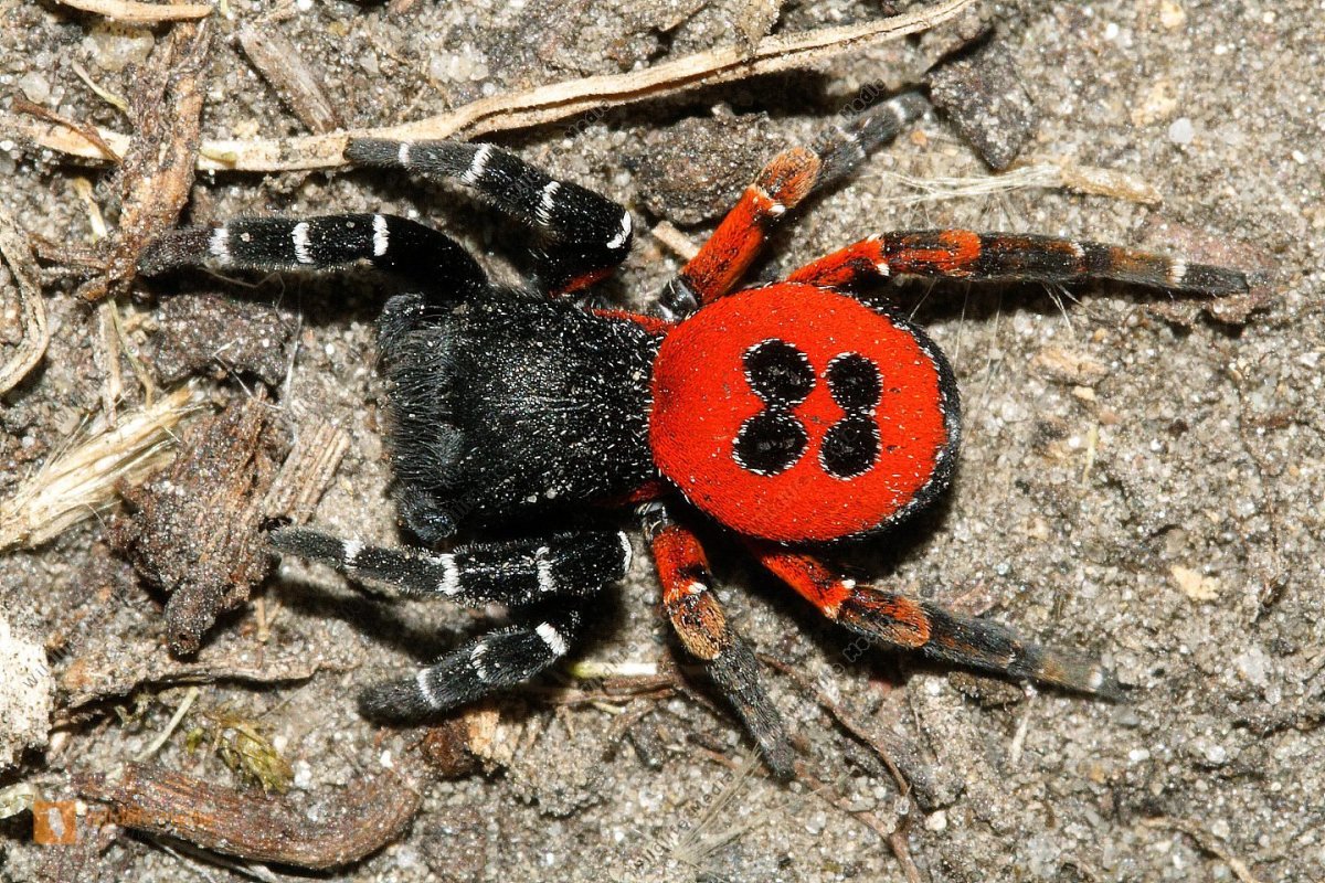 Паук эрезус красный