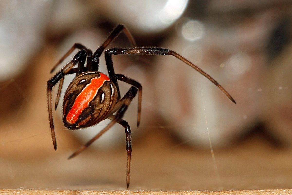 Latrodectus hasselti паук
