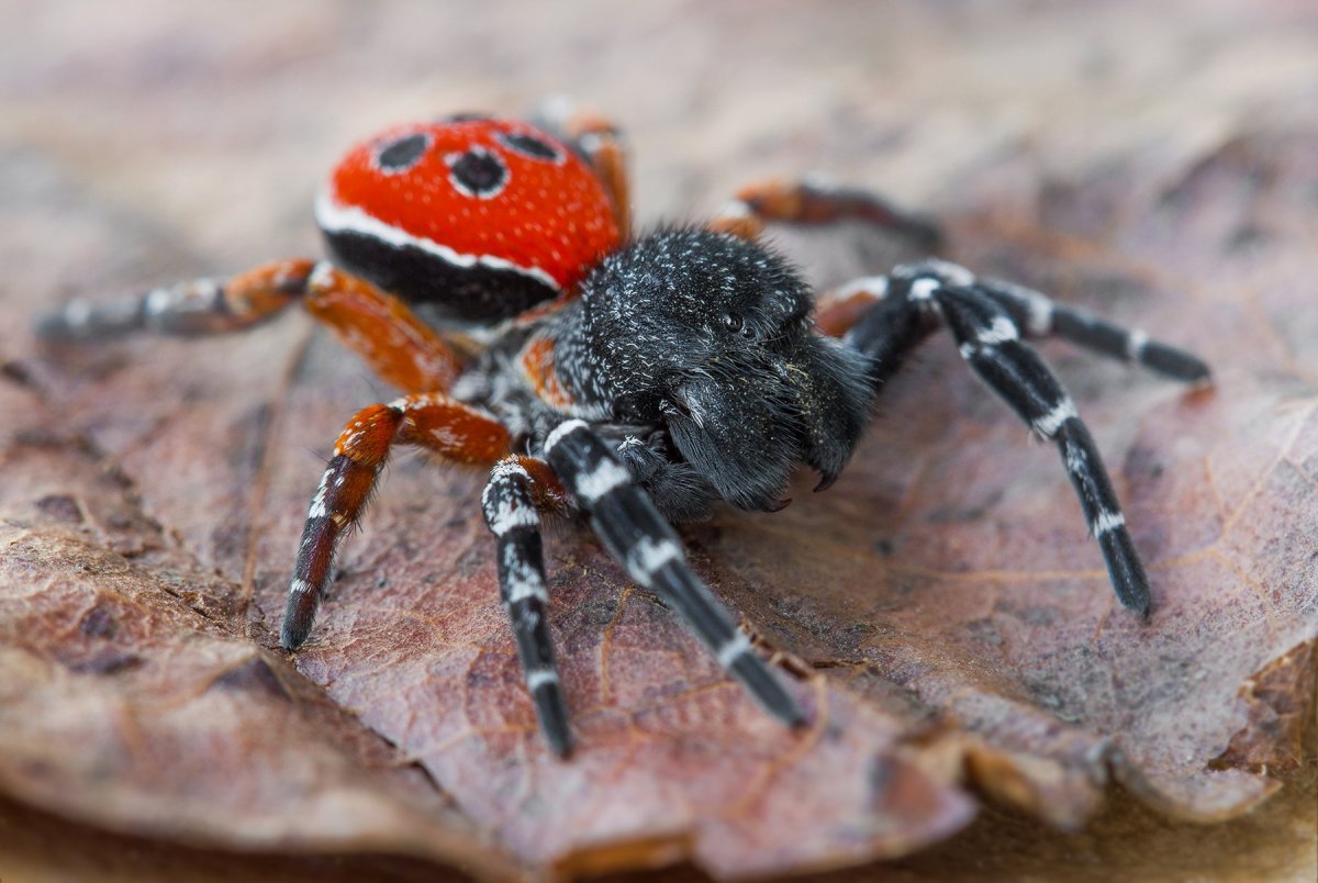 Южнорусский Тарантул крестовик