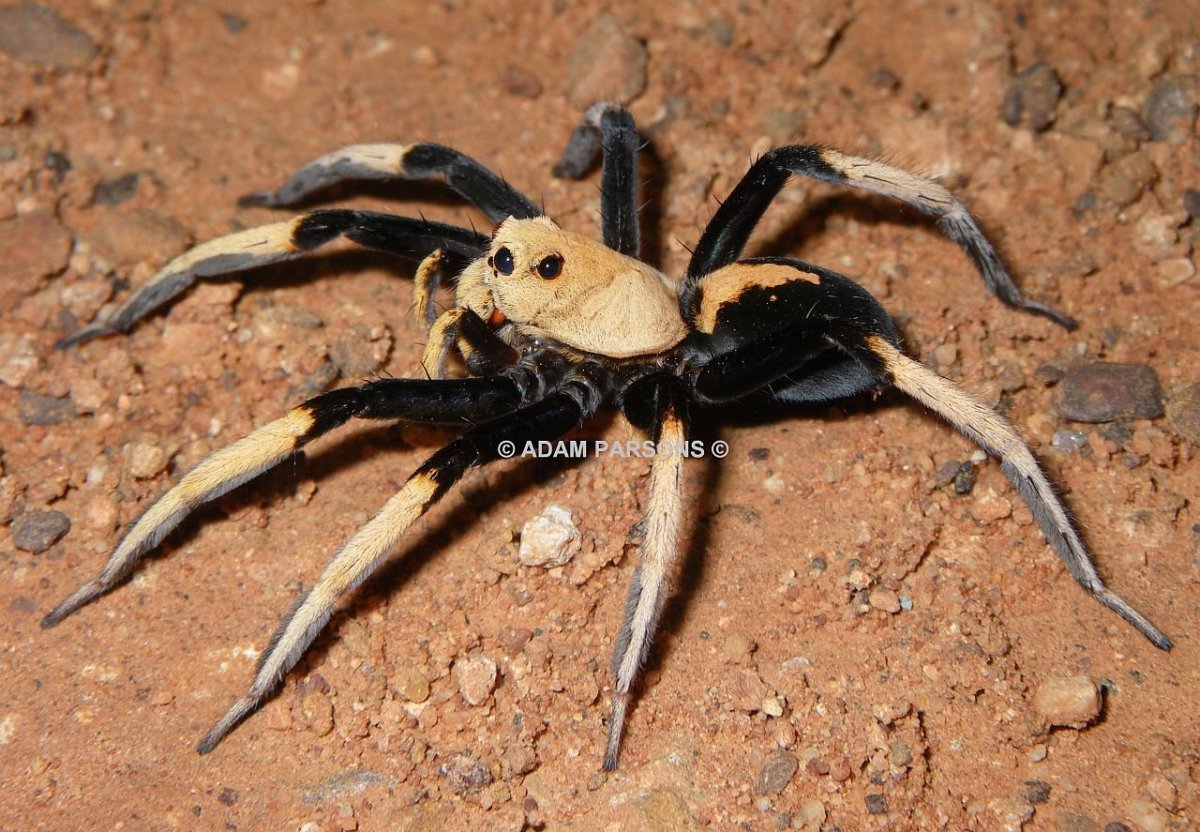 Пещерный Гавайский паук-волк