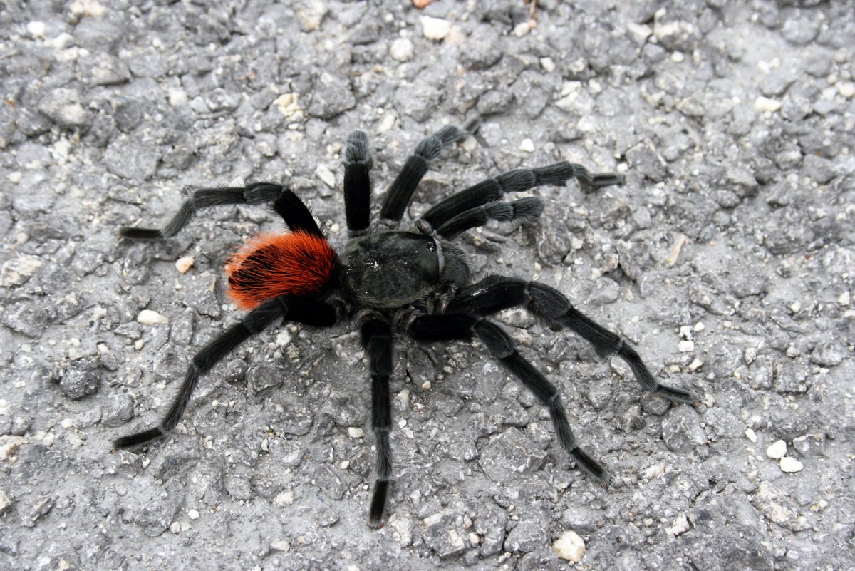 Тарантул паук в Дагестане