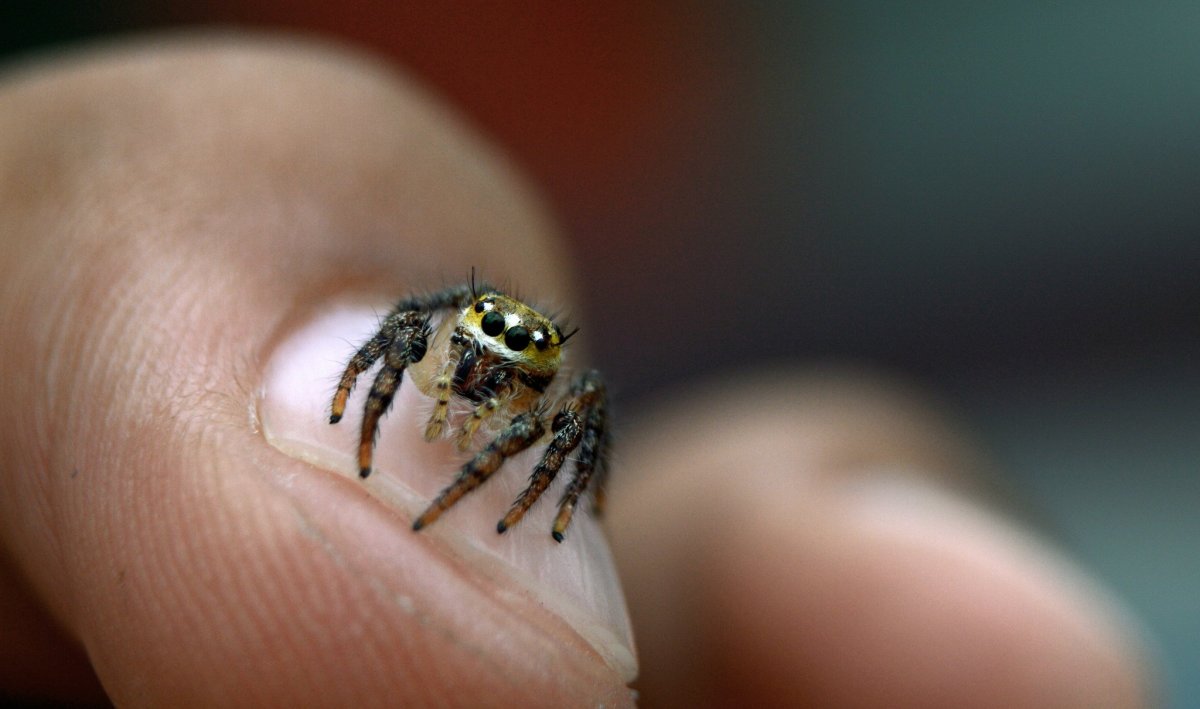 Самый маленький паук