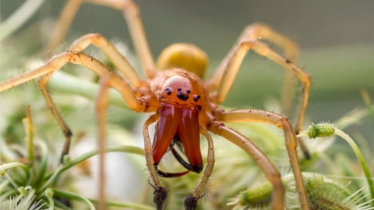 Хейракантиум мильде