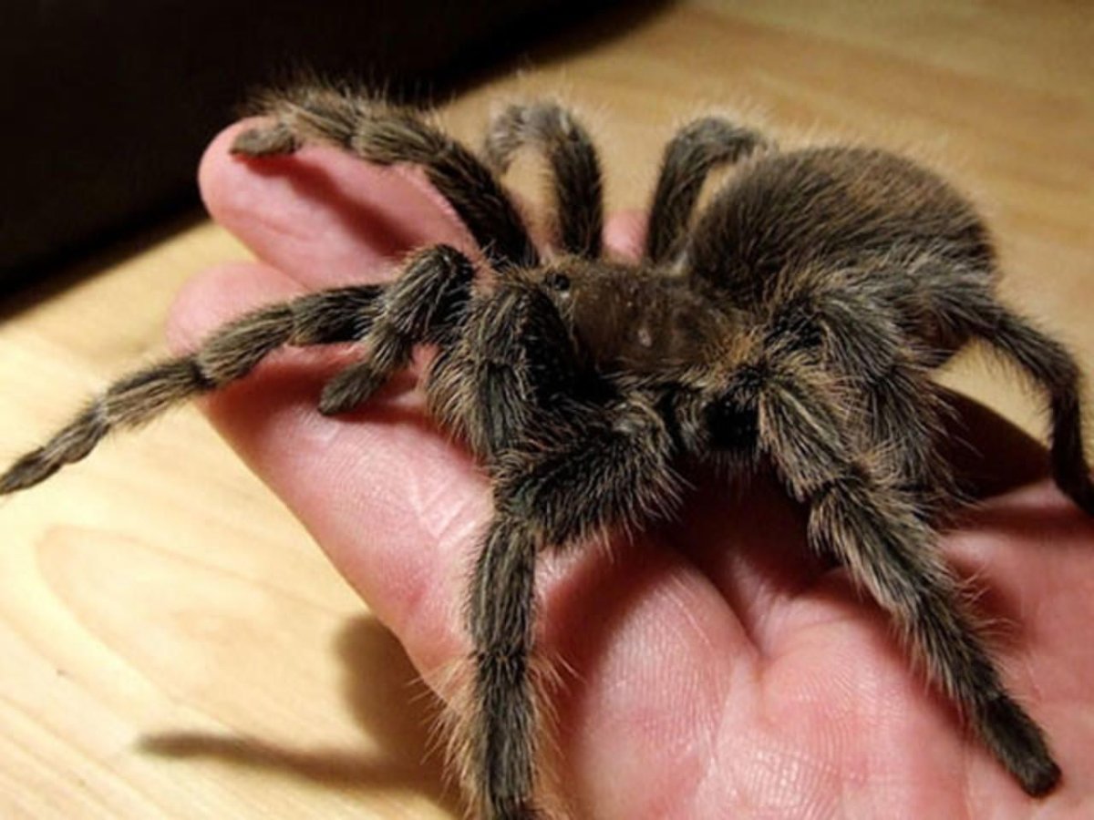 Каракурт черная вдова