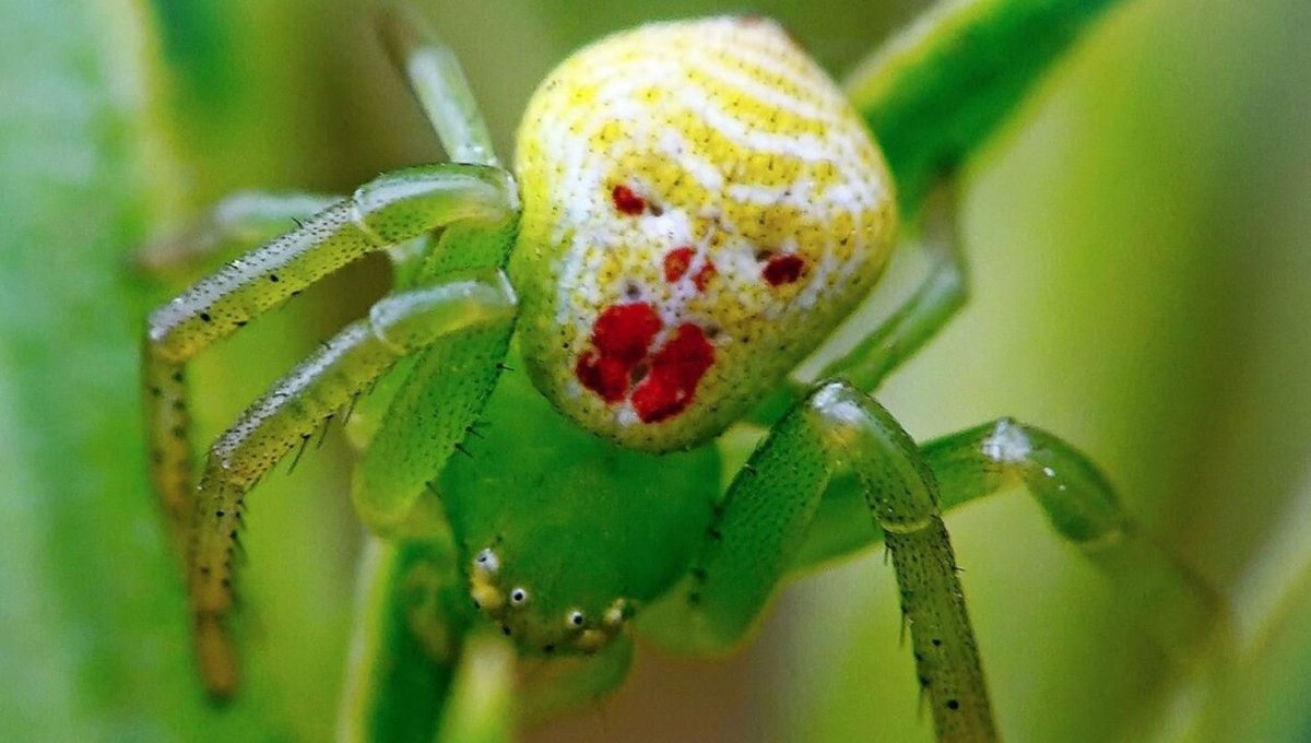 Желто зеленый паук