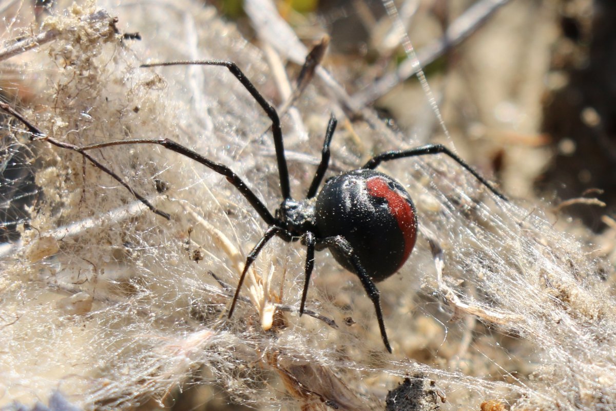 Паук Araneus angulatus