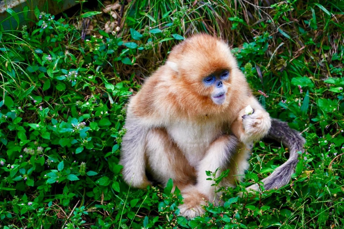 Золотая курносая обезьяна ареал обитания