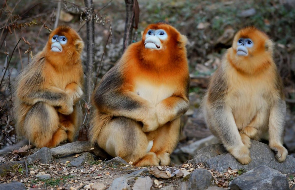 Бирманская курносая обезьяна