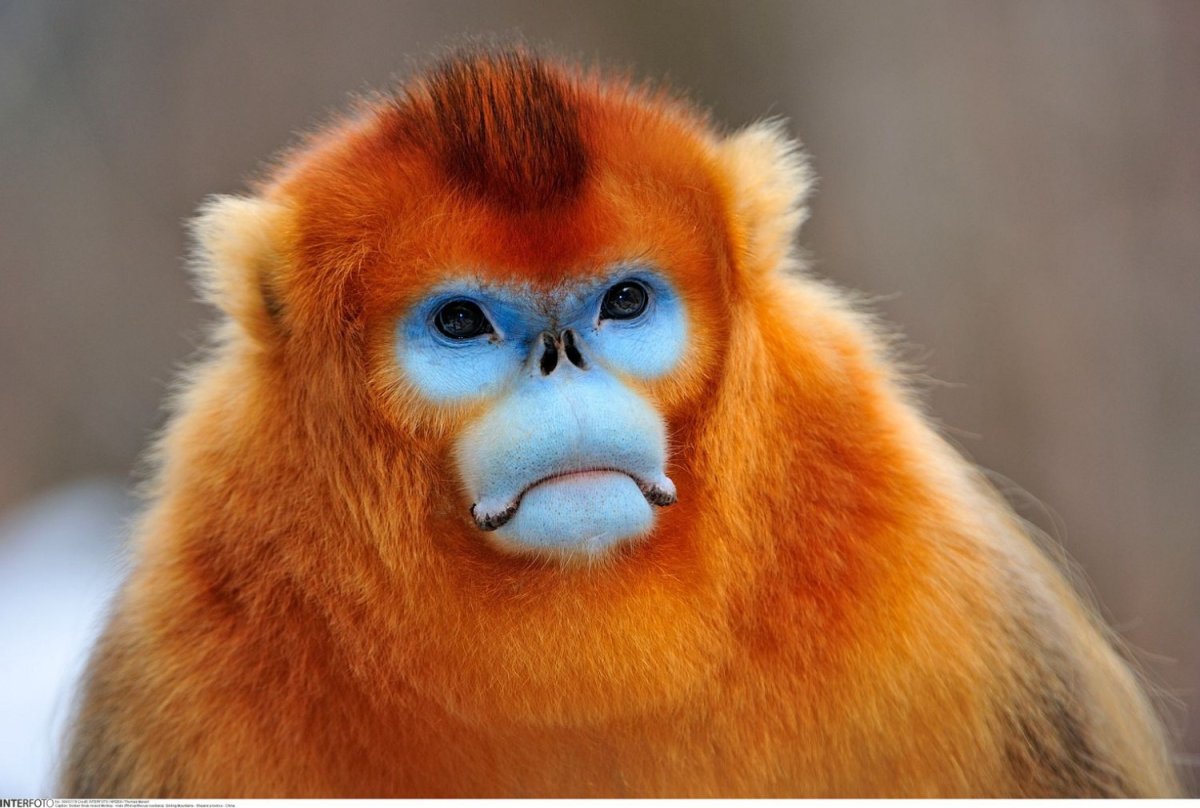 Рокселланов ринопитек